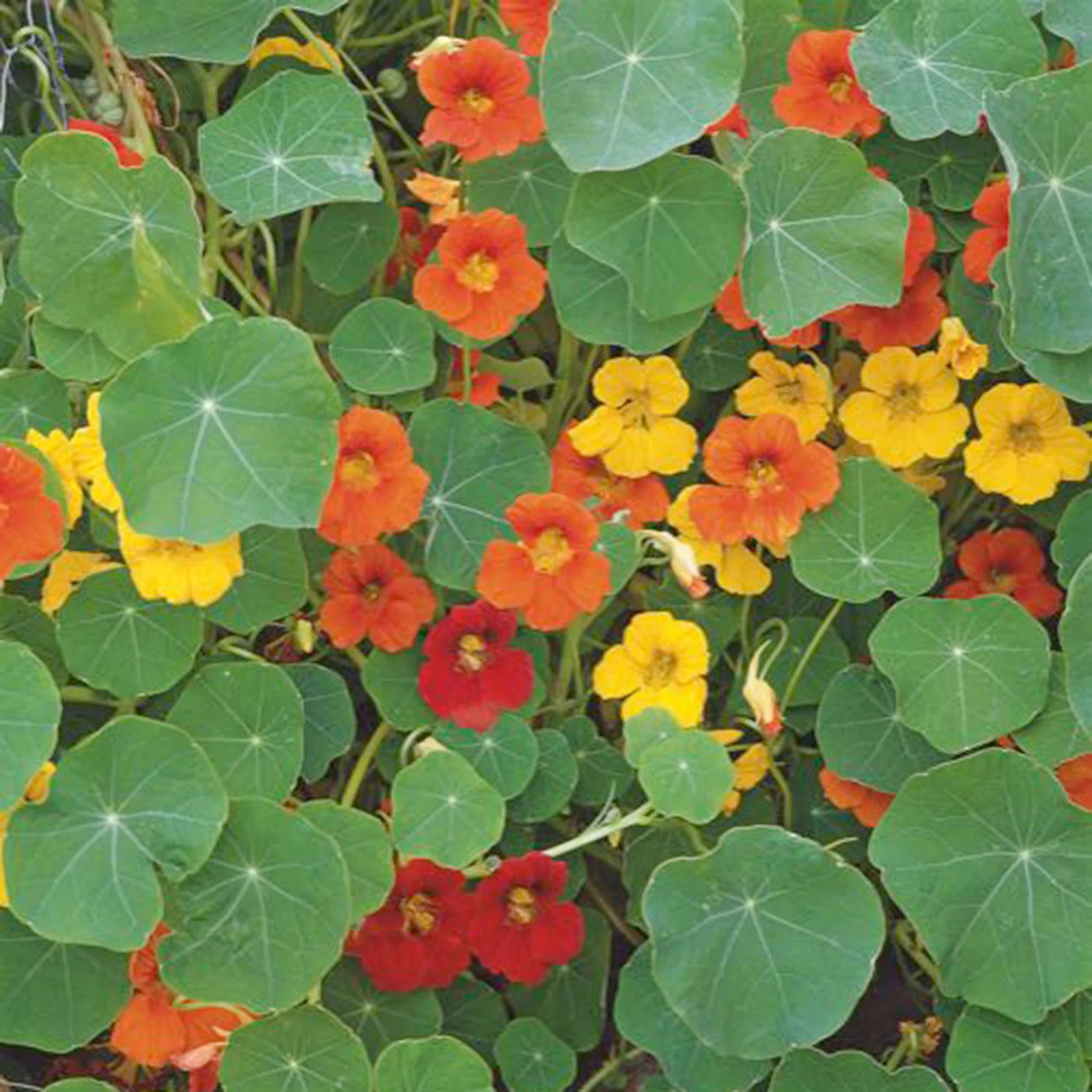 Gelb Tropaeolum Majus Blumensamen zur Aussaat saisonal Dauerblüher Traditionssorte & ohne Gentechnik Samen Hausgarten