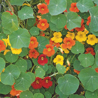 Gelb Tropaeolum Majus Blumensamen zur Aussaat saisonal Dauerblüher Traditionssorte & ohne Gentechnik Samen Hausgarten