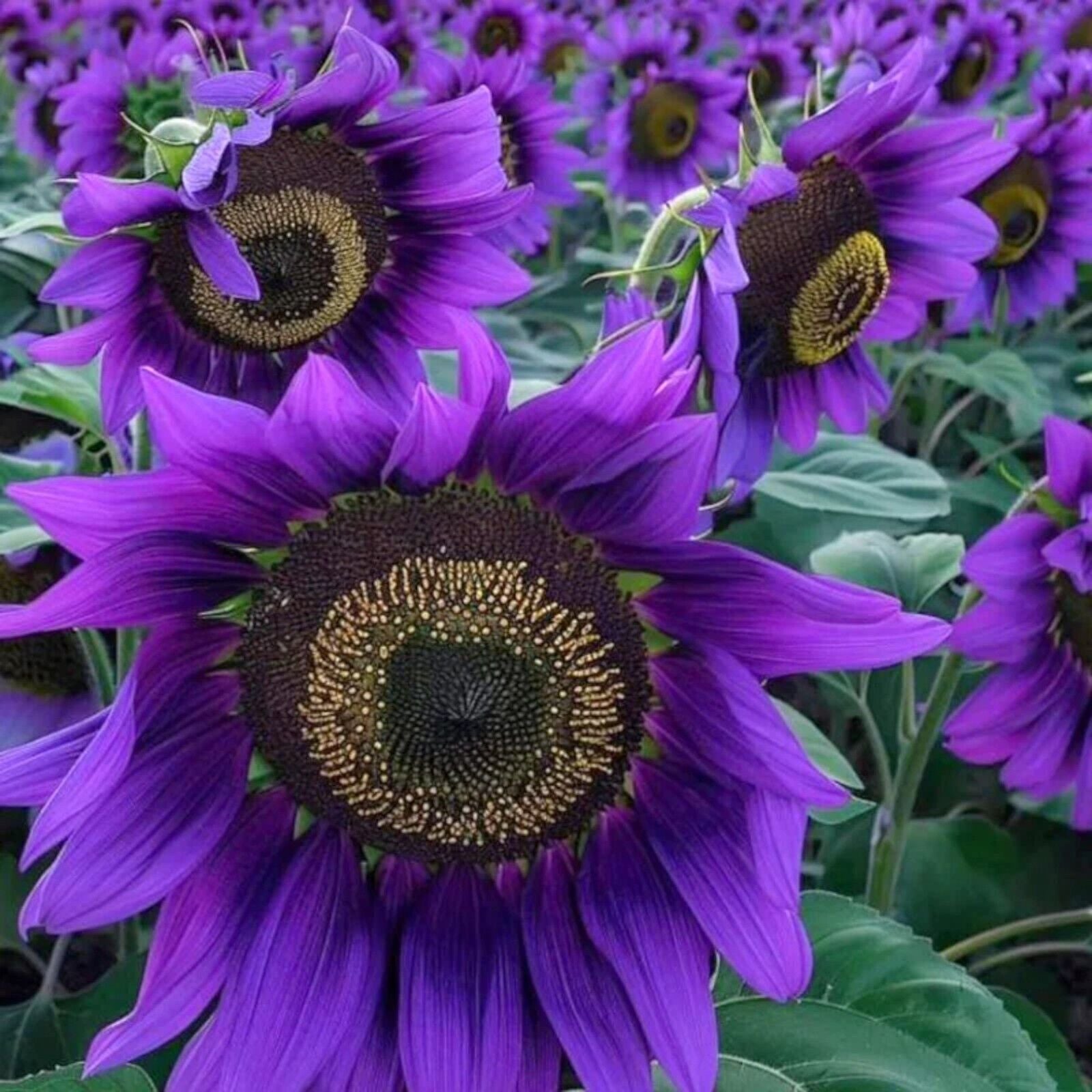 Violett Mini Sonnenblume Samen ideal zur Aussaat Gärten