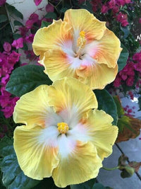Weiß Gelb Hibiskus Blumensamen pflegeleicht Traditionssorte & ohne Gentechnik Samen Hausgarten