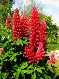 Russell (russell blume) samen for anpflanzung in home garten