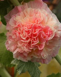 gefüllt Orange Stockrose Alcea rosea Samen zur Aussaat Blume Beet & Garten