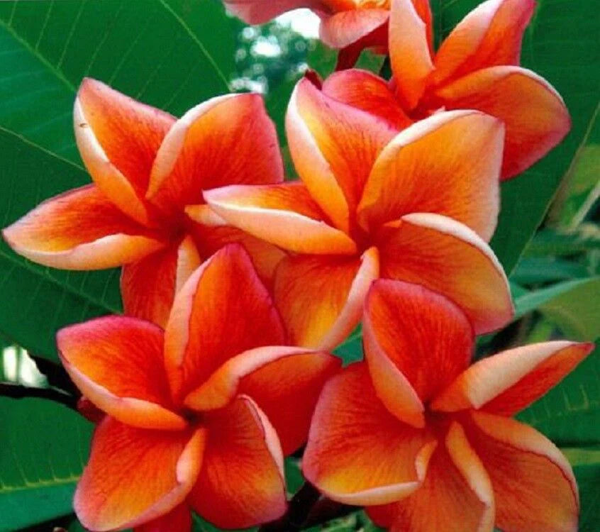 Orange Frangipani Blumensamen zur Aussaat – Garten beliebt – Traditionssorte & ohne Gentechnik Samen Hausgarten