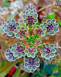 Flammendes Käthchen Blumensamen zur Aussaat – Landhaus Garten wichtig – Traditionssorte & ohne Gentechnik Samen Hausgarten