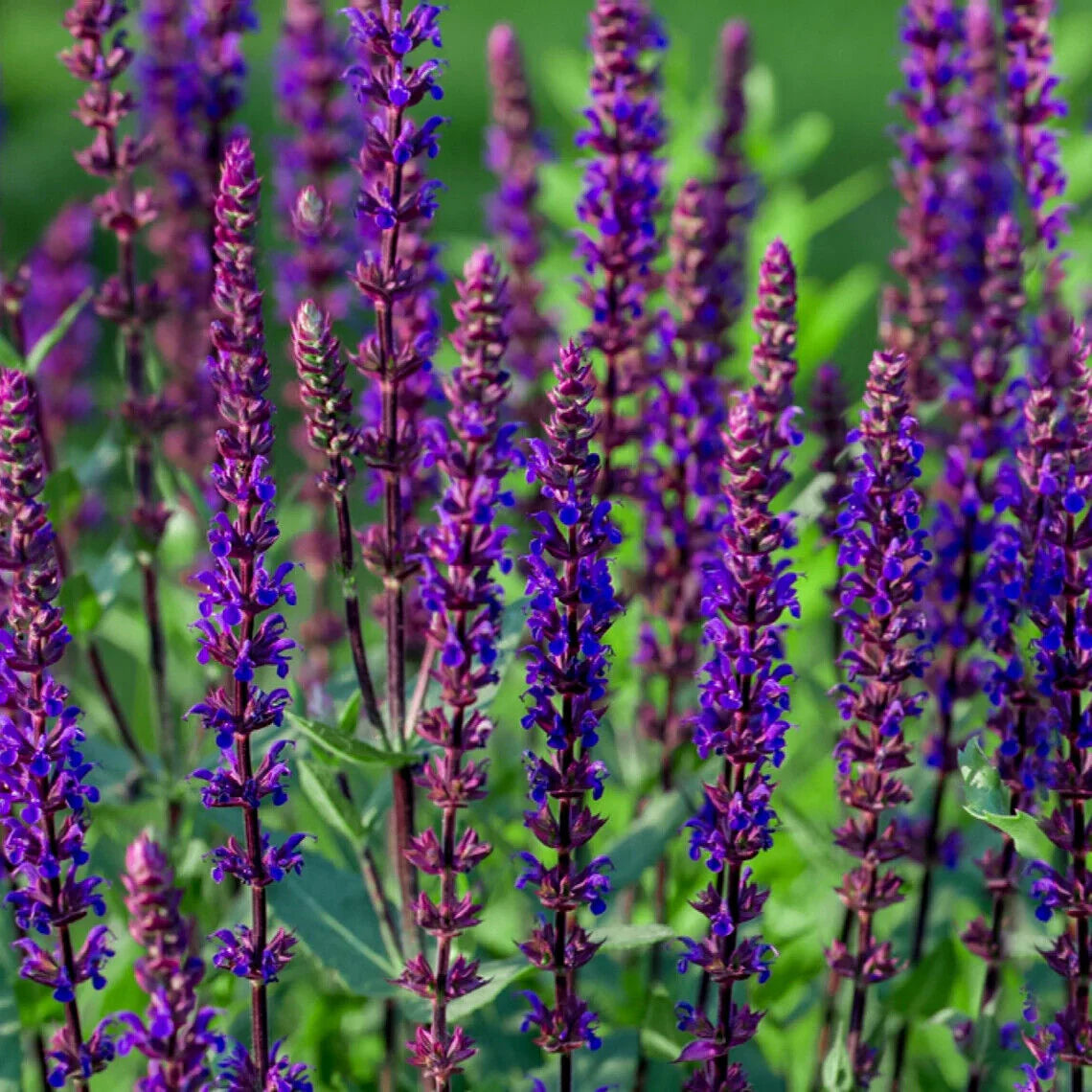 Sage Blumensamen zur Aussaat Anzucht Traditionssorte & ohne Gentechnik Samen Hausgarten