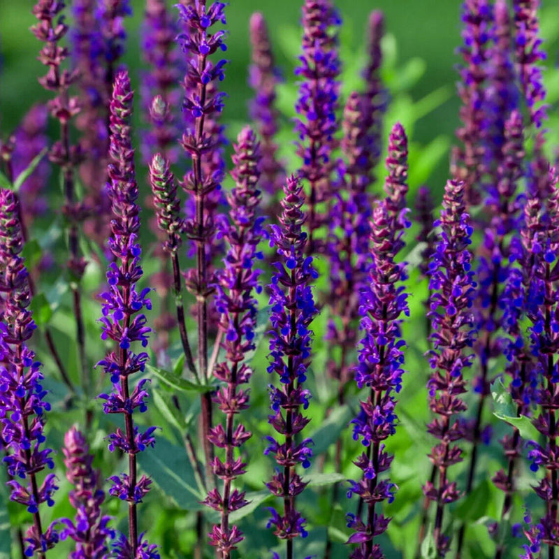 Sage Blumensamen zur Aussaat Anzucht Traditionssorte & ohne Gentechnik Samen Hausgarten