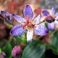 Grün Braun Tricyrtis Blumensamen zur Aussaat farbenfroh Schau Traditionssorte & ohne Gentechnik Samen Hausgarten