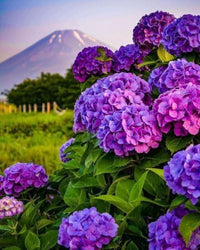 Violett Hortensie Blumensamen zur Aussaat pflegeleicht Traditionssorte & ohne Gentechnik Samen Hausgarten