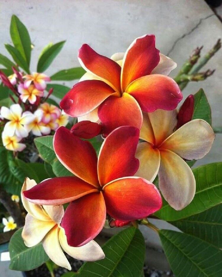 dunkel Orange Plumeria Plumeria spp Blumensamen zur Aussaat tropisch Garten