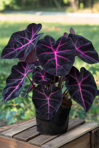 Schwarz Calathea Blumensamen zur Aussaat – lang Blüte Saison – Traditionssorte & ohne Gentechnik Samen Hausgarten