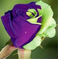 Violett Grün Rose Blumensamen zur Aussaat leuchtend Blüten Traditionssorte & ohne Gentechnik Samen Hausgarten