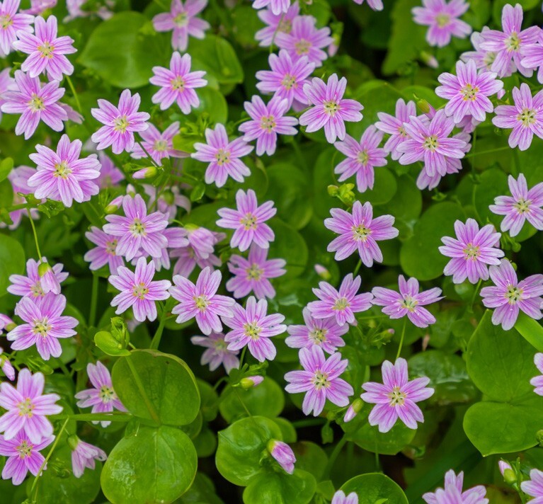 Weiß Claytonia Sibirica Blumensamen Aussaat