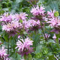 Violett Bergamot Blumensamen zur Aussaat – robust Sorte – Traditionssorte & ohne Gentechnik Samen Hausgarten