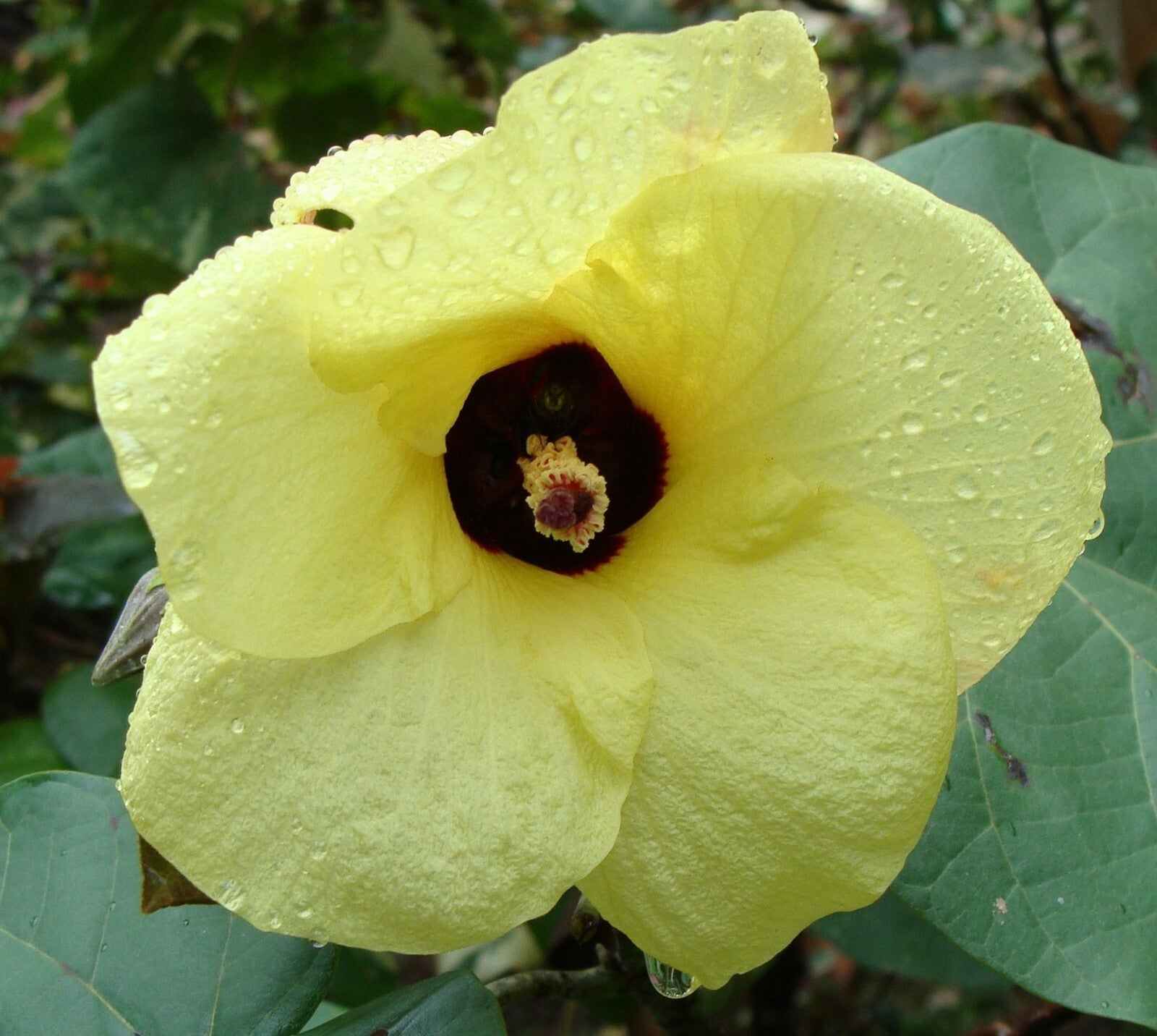 Hibiskus Vitifolius Blumensamen zur Aussaat leuchtend Blüten Traditionssorte & ohne Gentechnik Samen Hausgarten