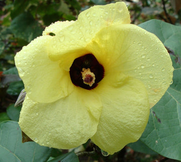 Hibiskus Vitifolius Blumensamen zur Aussaat leuchtend Blüten Traditionssorte & ohne Gentechnik Samen Hausgarten