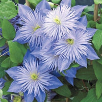 Himmelblau Waldrebe Blumensamen zur Aussaat – Traditionssorte ohne Gentechnik Keimung biologisch Garten Samen DroughtTolerant Vines