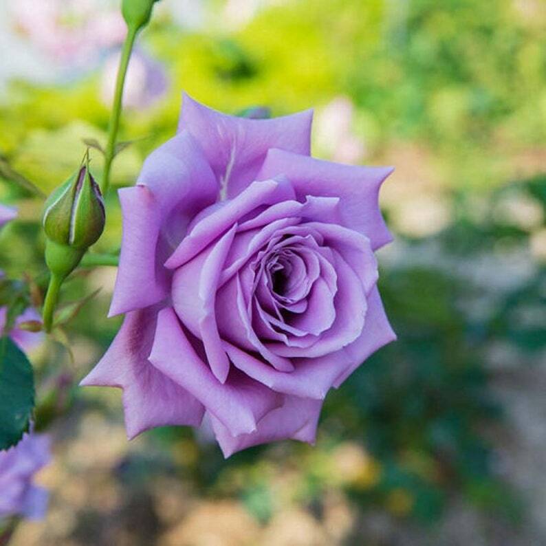 Violett Rose Edge Blumensamen zur Aussaat – pflegeleicht – Traditionssorte & ohne Gentechnik Samen Hausgarten