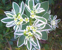 Traditionssorte Marginata Blumensamen zur Aussaat leuchtend Blüten Traditionssorte & ohne Gentechnik Samen Hausgarten