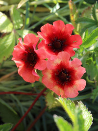 Rot Willmott Blumensamen zur Aussaat – hochwertige Qualitäts- – Traditionssorte & ohne Gentechnik Samen Hausgarten
