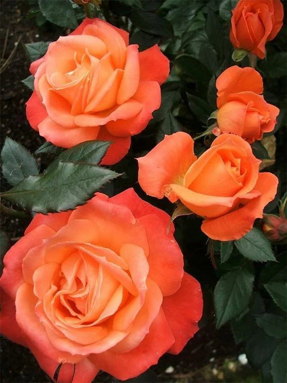 Clay Orange Rose Blumensamen zur Aussaat ideal Rabatten Traditionssorte & ohne Gentechnik Samen Hausgarten