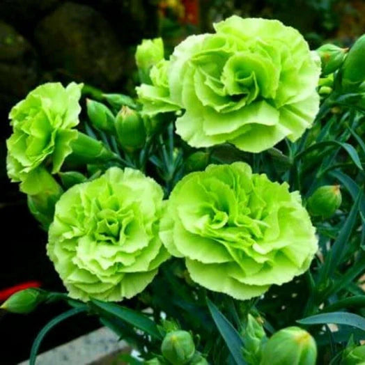 Grün Nelke Blumensamen zur Aussaat lang Blüte Saison Traditionssorte & ohne Gentechnik Samen Hausgarten