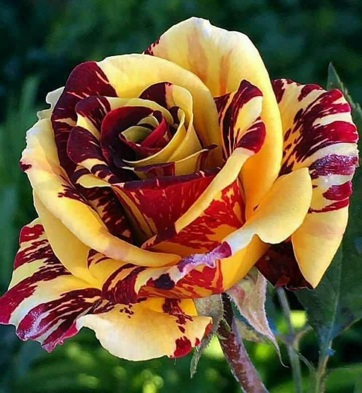 Rosa Gelb Walter Mains Blumensamen zur Aussaat lang Blüte Saison Traditionssorte & ohne Gentechnik Samen Hausgarten
