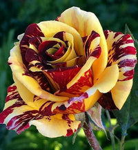 Rosa Gelb Walter Mains Blumensamen zur Aussaat lang Blüte Saison Traditionssorte & ohne Gentechnik Samen Hausgarten
