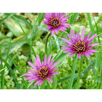 Salsify (salsify edible) samen for anpflanzung in home garten