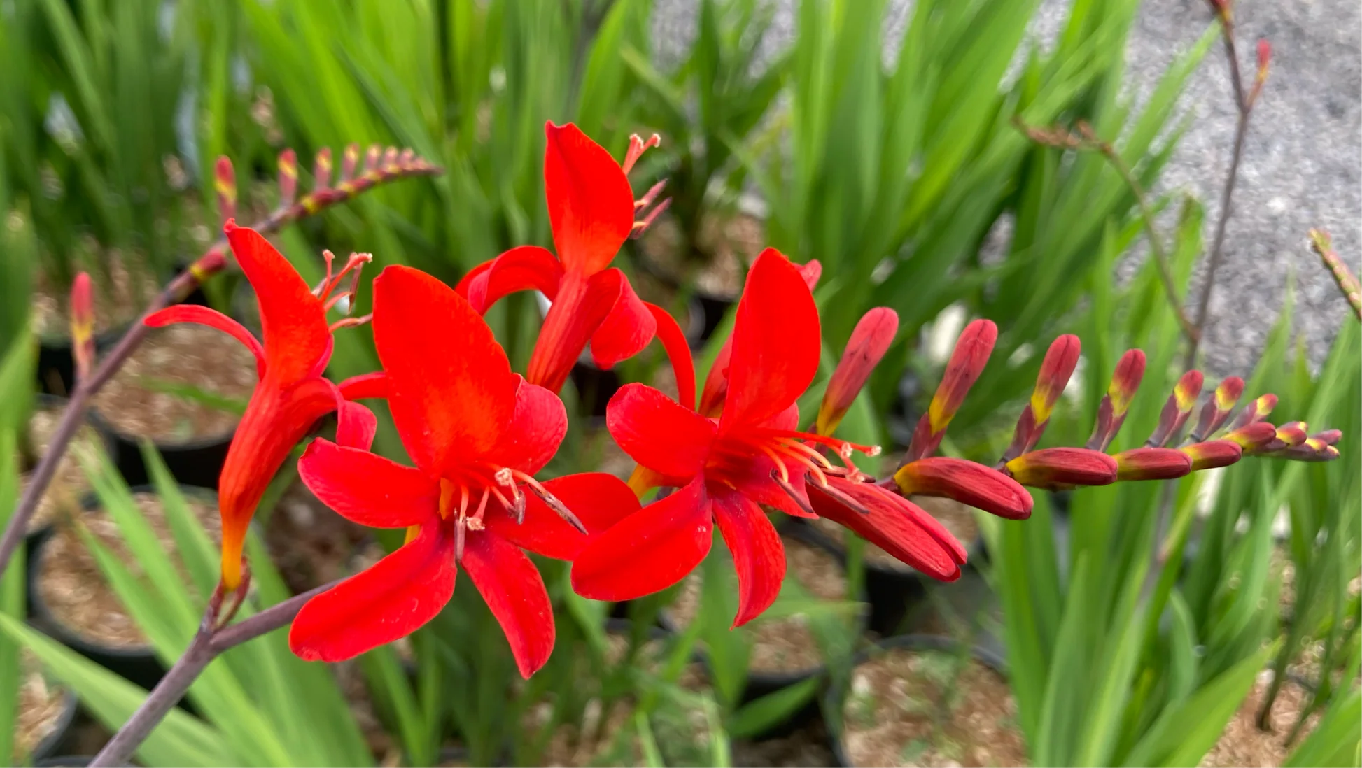 Crocosmia Lucifer Blumensamen zur Aussaat ideal Rabatten Traditionssorte & ohne Gentechnik Samen Hausgarten