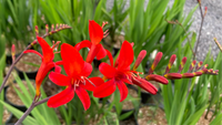 Crocosmia Lucifer Blumensamen zur Aussaat ideal Rabatten Traditionssorte & ohne Gentechnik Samen Hausgarten