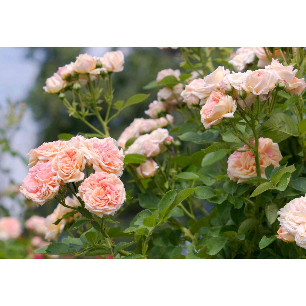 Rosa (rosa climbing) samen for anpflanzung in home garten