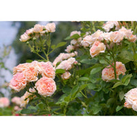 Rosa (rosa climbing) samen for anpflanzung in home garten