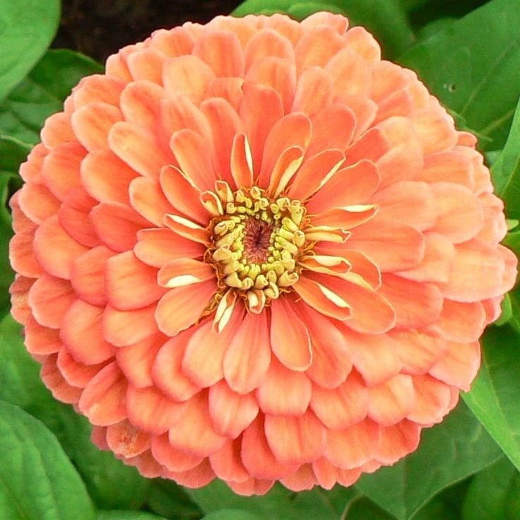 Zinnie Salmon Queen Blumensamen zur Aussaat Schnitt Blume beliebt Traditionssorte & ohne Gentechnik Samen Hausgarten