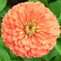 Zinnie Salmon Queen Blumensamen zur Aussaat Schnitt Blume beliebt Traditionssorte & ohne Gentechnik Samen Hausgarten