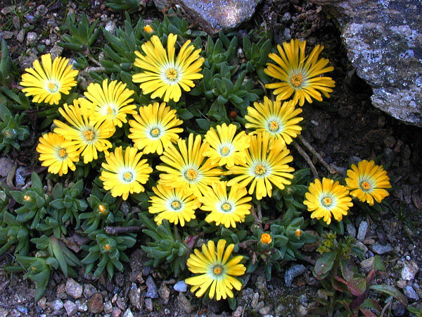 Gelb Rot Ice Blumensamen zur Aussaat – leuchtende einjährige Blüten