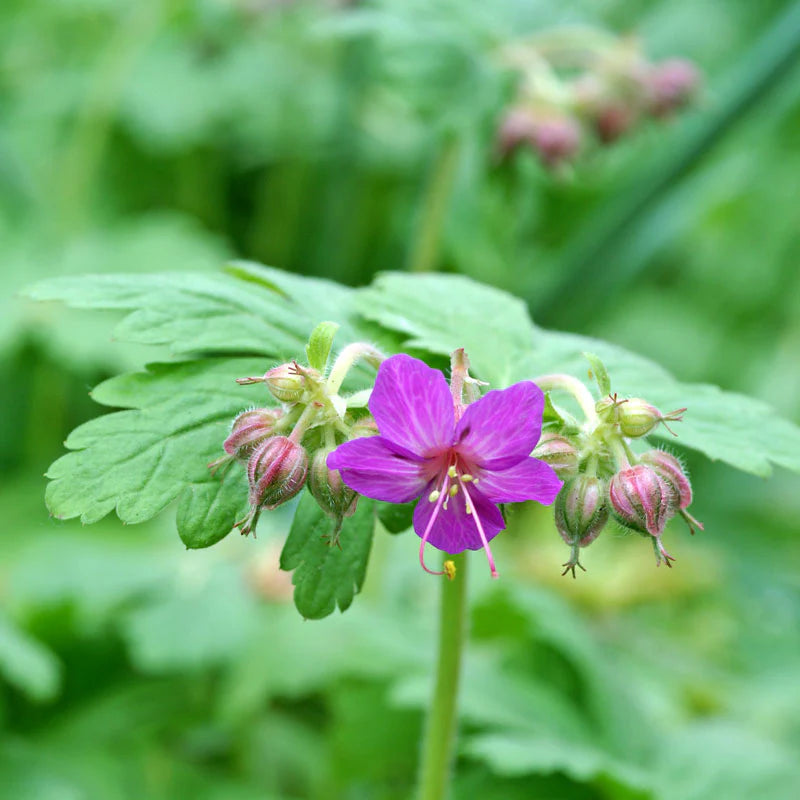 Bevans Blumensamen zur Aussaat Garten beliebt Traditionssorte & ohne Gentechnik Samen Hausgarten