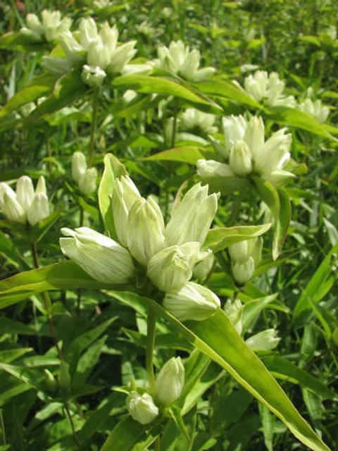 Creme Gentiana Blumensamen zur Aussaat – leuchtend – Traditionssorte & ohne Gentechnik Samen Hausgarten