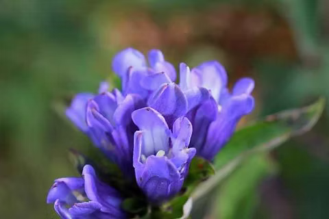 Blau Gentiana Triflora Blumensamen zur Aussaat Garten beliebt Traditionssorte & ohne Gentechnik Samen Hausgarten