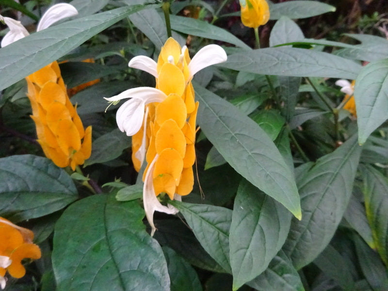 Lutea Blumensamen zur Aussaat – Schnitt Blume beliebt – Traditionssorte & ohne Gentechnik Samen Hausgarten