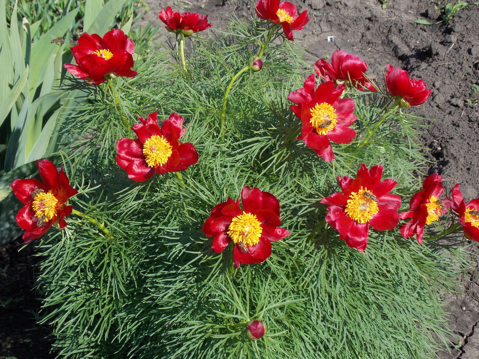 Rot Paeonia Tenuifolia Blumensamen zur Aussaat – hochwertige Qualitäts- – Traditionssorte & ohne Gentechnik Samen Hausgarten