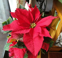 Weihnachtsstern Blumensamen zur Aussaat – lang Blüte Saison – Traditionssorte & ohne Gentechnik Samen Hausgarten