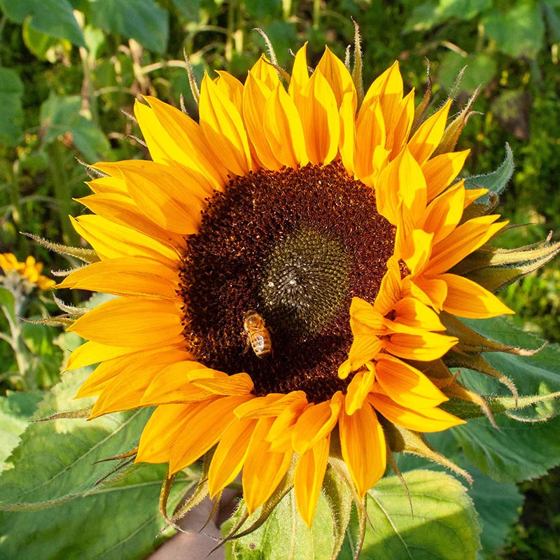 Sunzilla Sonnenblume Samen zur Aussaat Garten beliebt Traditionssorte & ohne Gentechnik Samen Hausgarten