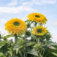 Traditionssorte Burst Sonnenblume Samen zur Aussaat Drought verträglich Traditionssorte & ohne Gentechnik Samen Hausgarten