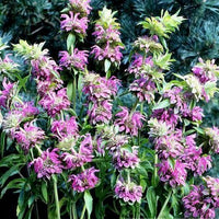 Lila Monarda Citriodora Blumensamen zur Aussaat leuchtend Blüten Traditionssorte & ohne Gentechnik Samen Hausgarten