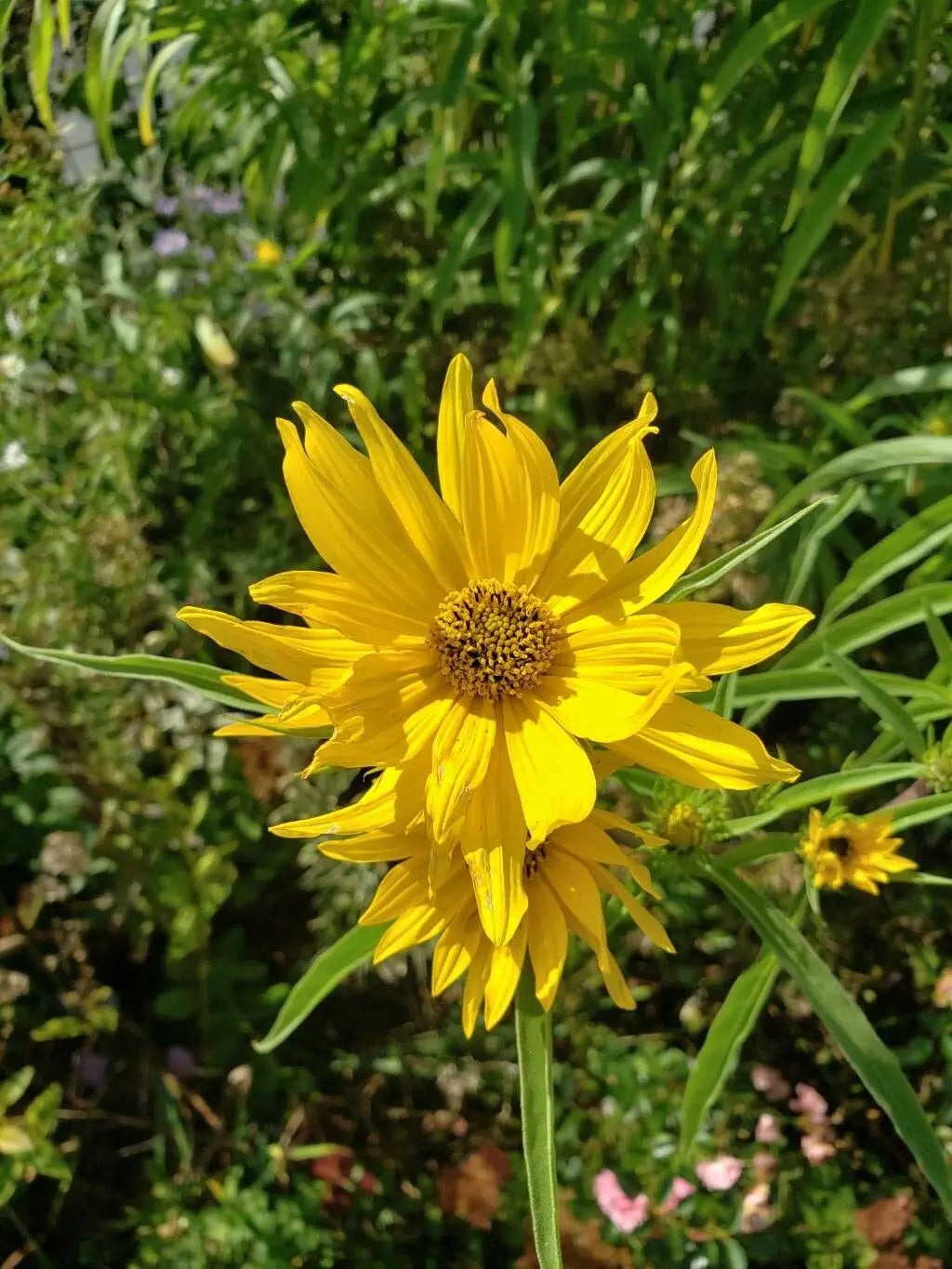 Helianthus Maximiliani mehrjährig Sonnenblume Samen