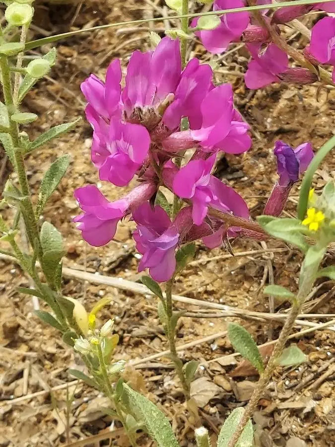 Oxytropsis Lambertii Blumensamen zur Aussaat hochwertige Qualitäts- Traditionssorte & ohne Gentechnik Samen Hausgarten