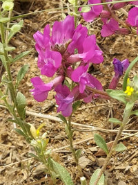 Oxytropsis Lambertii Blumensamen zur Aussaat hochwertige Qualitäts- Traditionssorte & ohne Gentechnik Samen Hausgarten