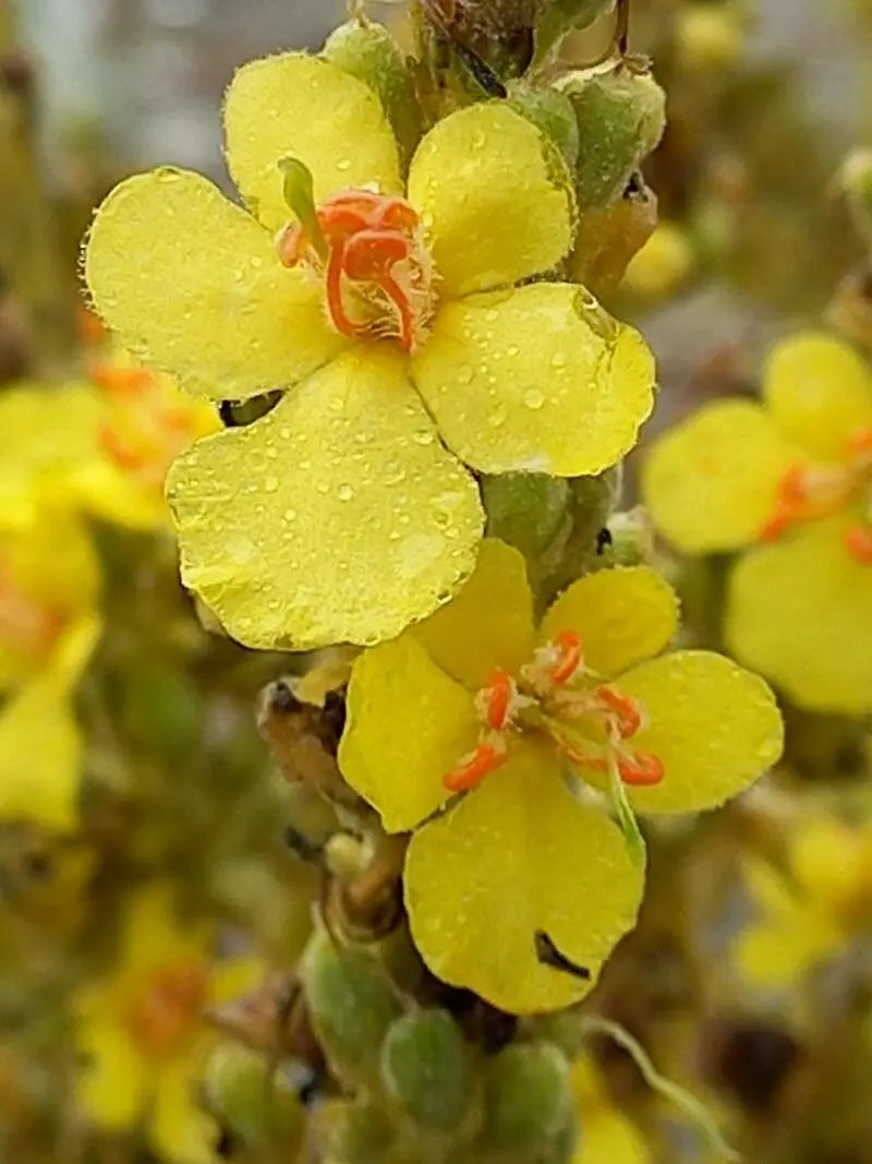 Gelb Verbascum Thapsus Blumensamen zur Aussaat – saisonal Dauerblüher – Traditionssorte & ohne Gentechnik Samen Hausgarten
