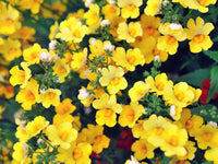 Gemischt Nemesia Masquerade Blumensamen zur Aussaat sonnenliebend Traditionssorte & ohne Gentechnik Samen Hausgarten