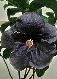 Schwarz Hibiskus Blumensamen zur Aussaat Halbschatten verträglich Traditionssorte & ohne Gentechnik Samen Hausgarten